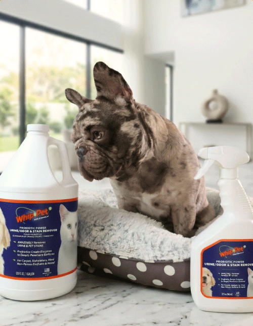 Pet stains and odors cleaning products beside a dog